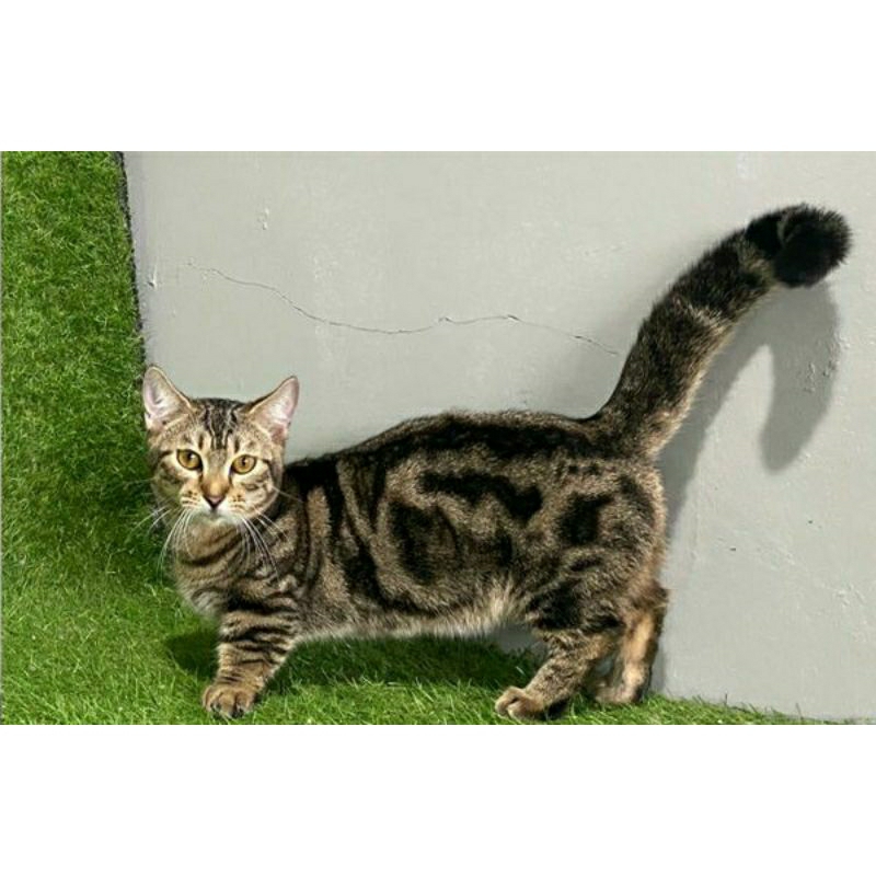 Kucing Munchkin Betina(genetta)