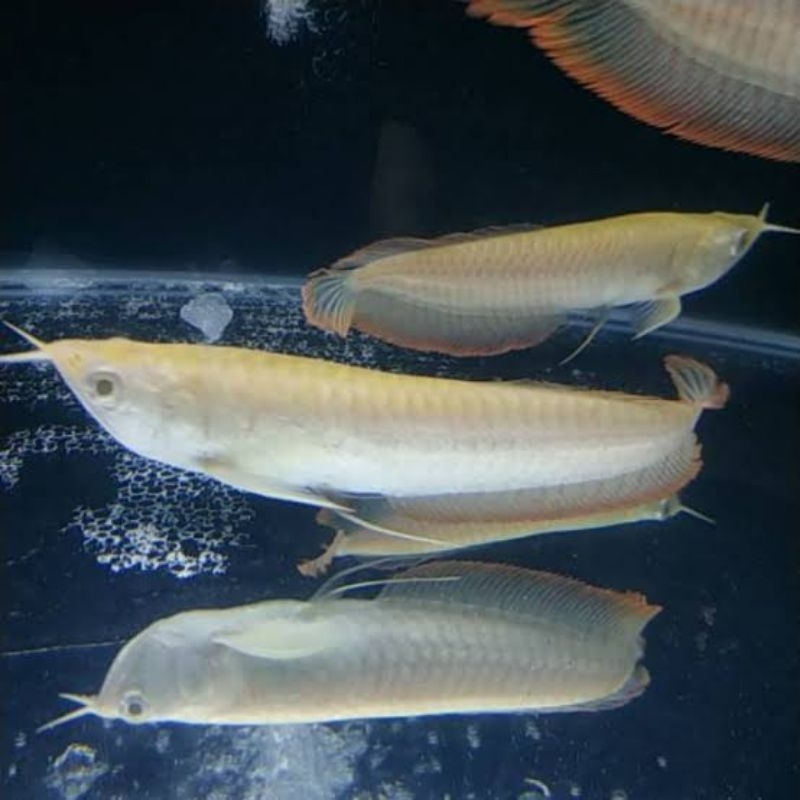 Arowana albino silver red 14 15 cm