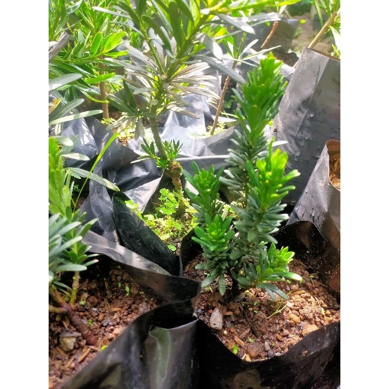 Lohansung Airbrush ORI/ Lohansung Micro Biji Beras ORI