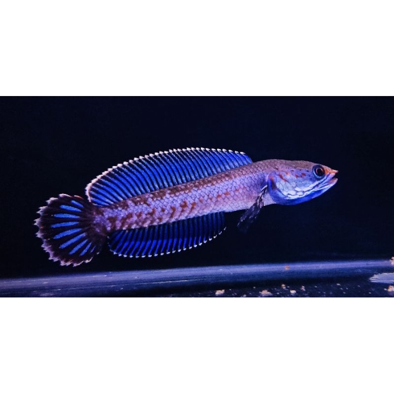 chana andrao singgle premium 6-7cm