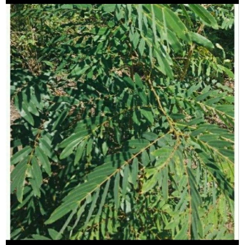 

HARGA 1KG DAUN JOHAR HERBAL FRESSS