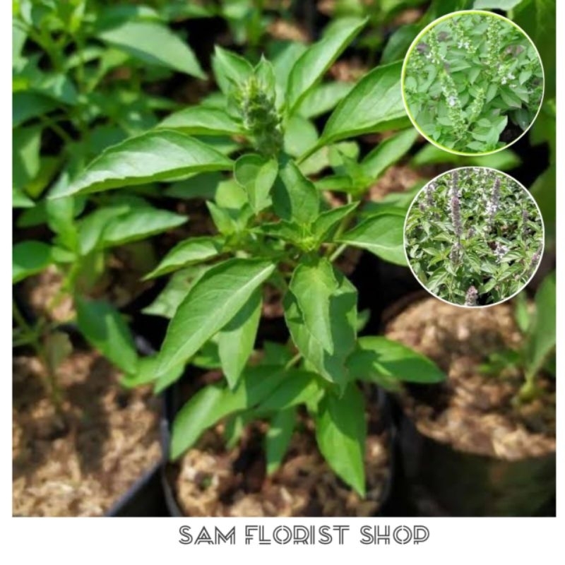 Bibit Kemangi Siap Tanam - Daun Kemangi Lalapan