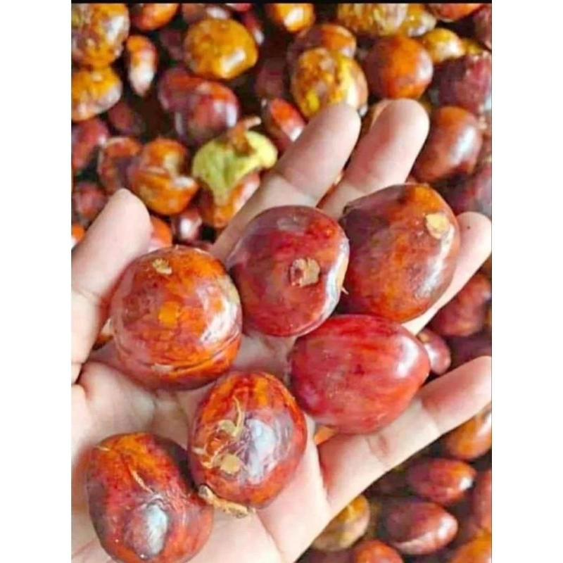 

jengkol premium pilihan ukuran 500 gram