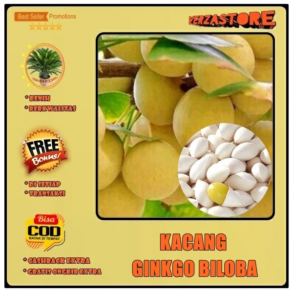 biji benih kacang ginkgo biloba /2 biji