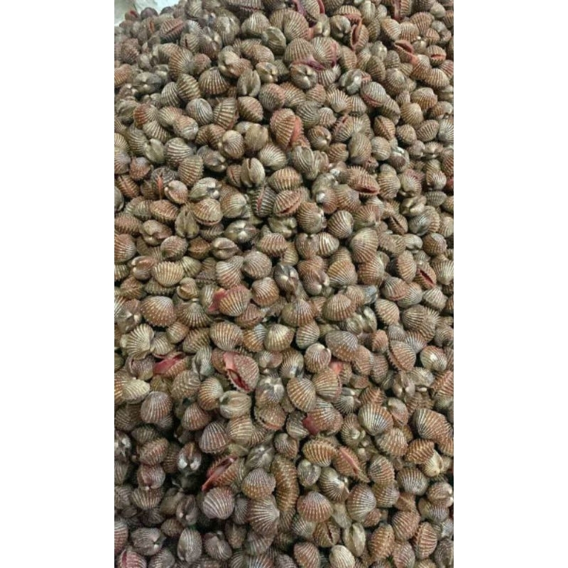 

Kerang Dara 1kg