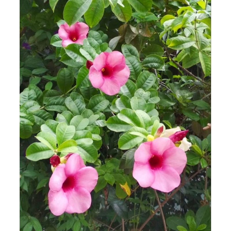 tanaman hias bunga alamanda - alamanda bunga merah atau pink