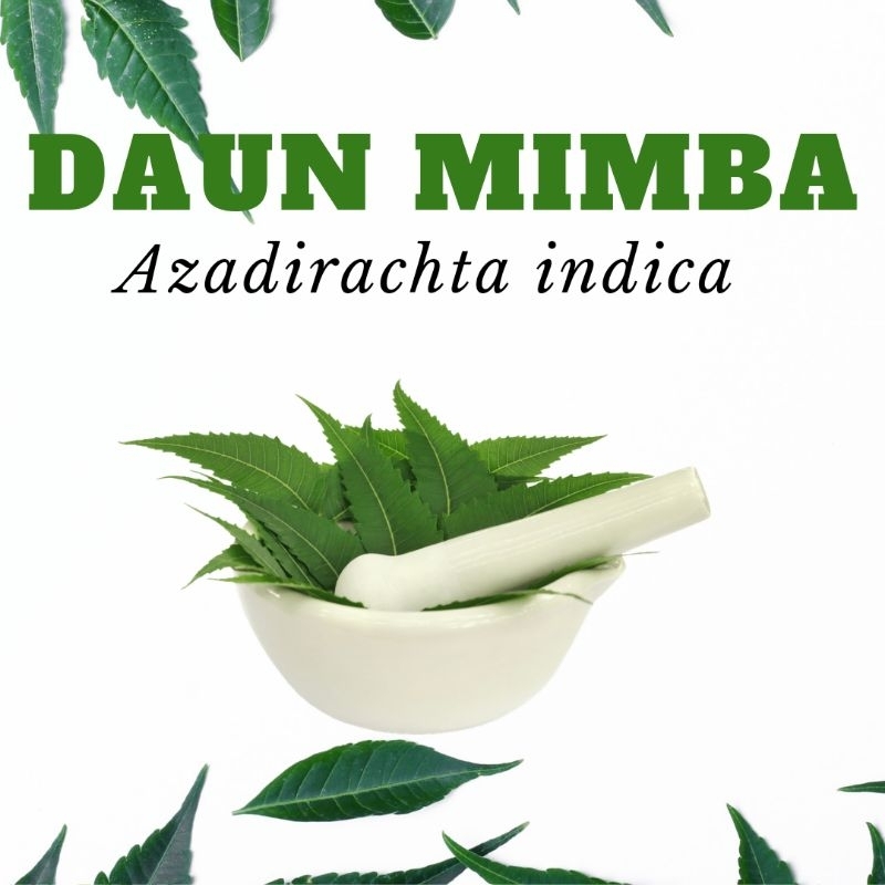 

Daun Mimba/Azadirachta indica