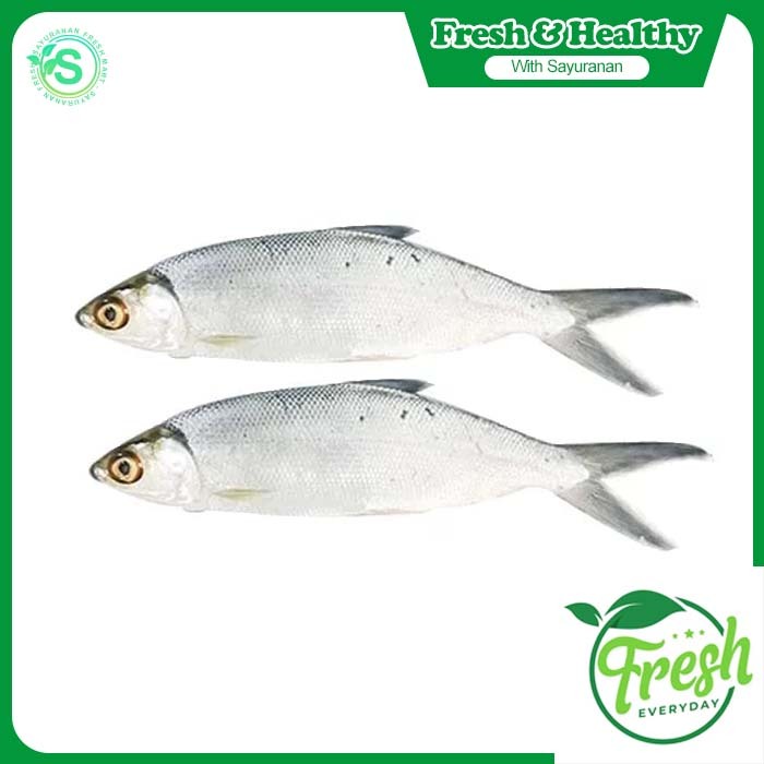 

IKAN BANDENG FRESH 1kg - N FRESH MART