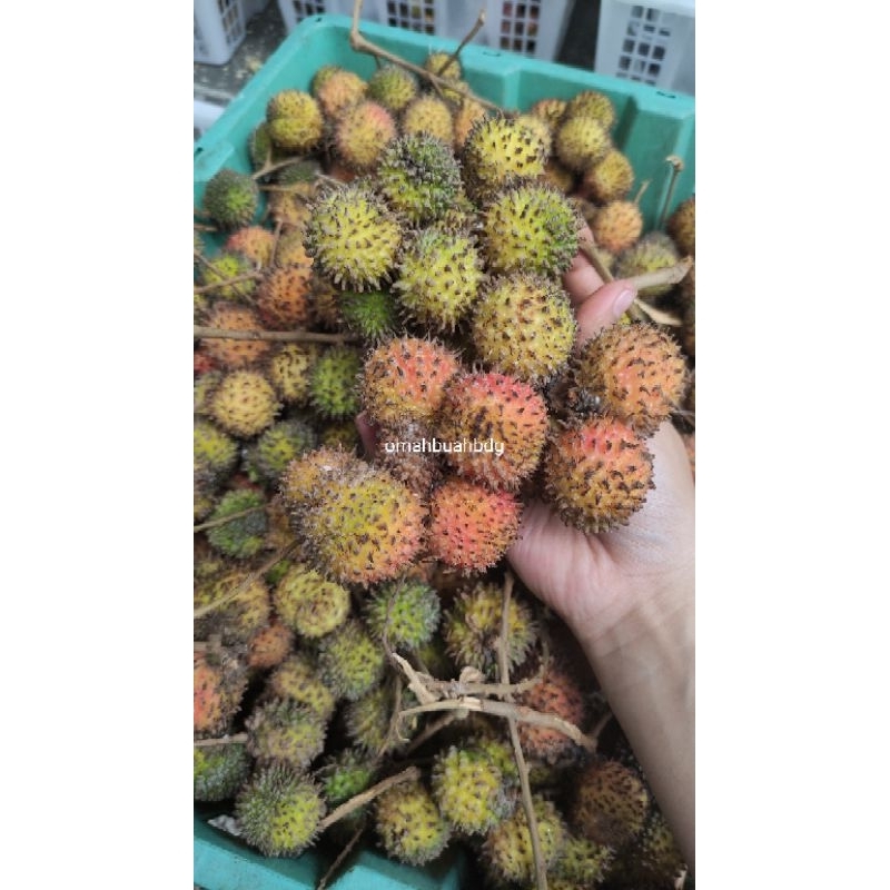 

Rambutan Rapiah botak [ 1kg ] rambutan manis bandung