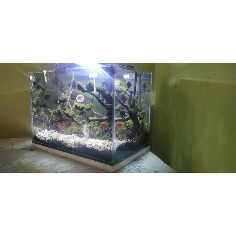 aquascape full set tema bonsai