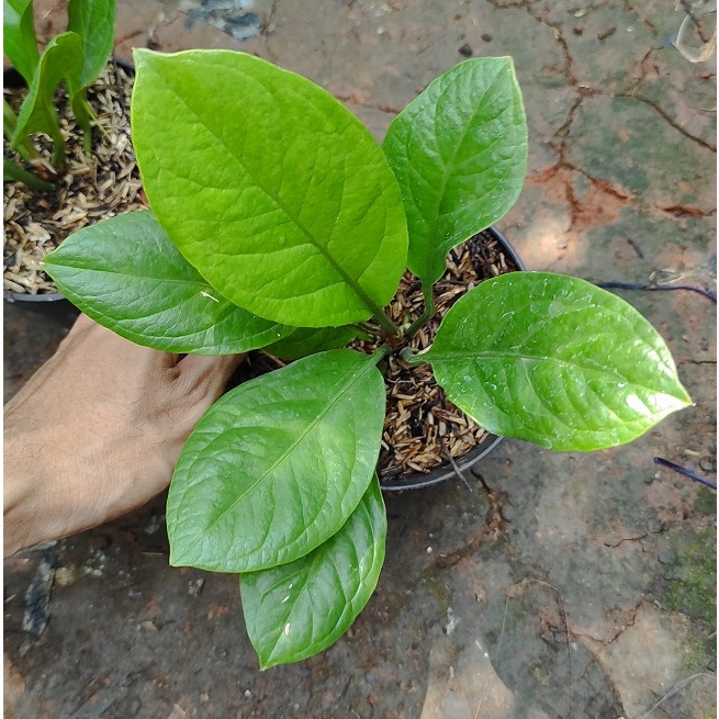 Tanaman Anthurium jemani supernova - Antorium jenmani supernova - Bibit Tanaman Hias Anthurium super