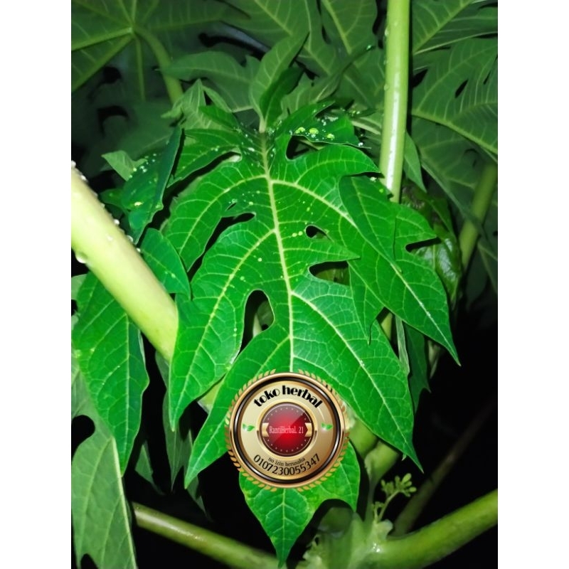 

daun pepaya jantan asli fresh 500 gram
