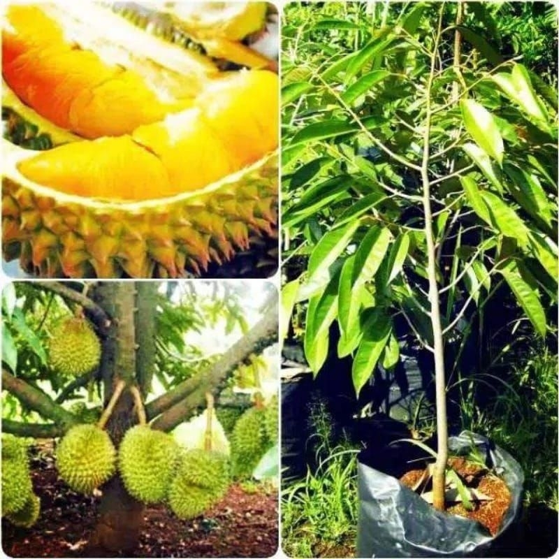 Bibit durian musangking untuk tabulampot