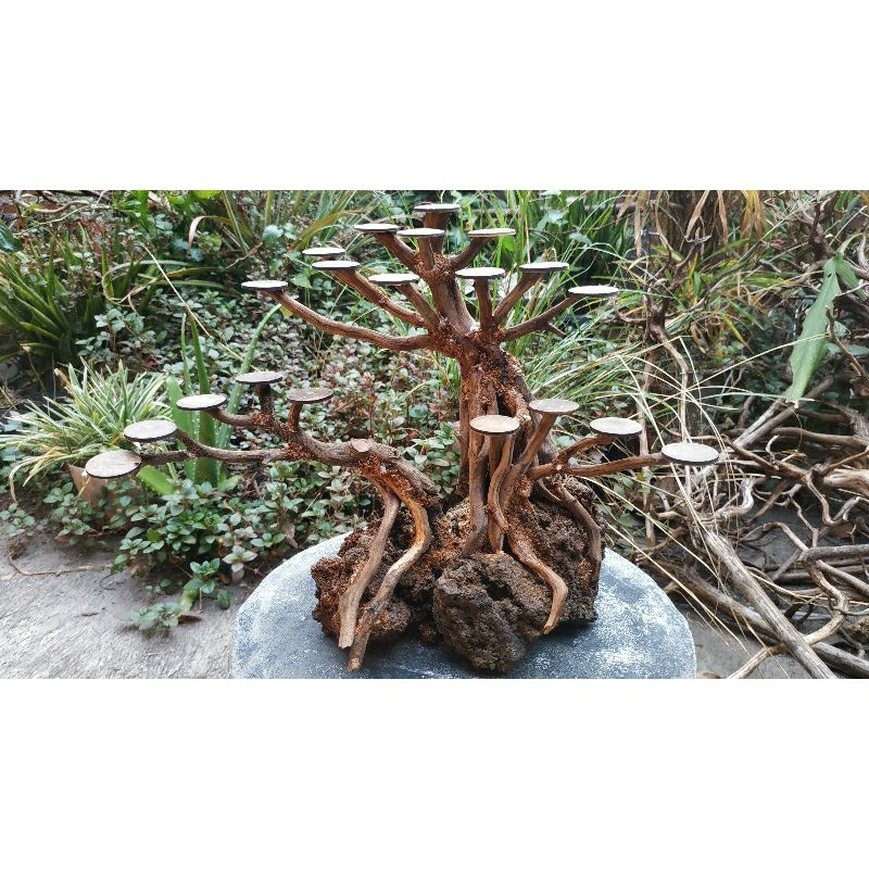 bonsai aquascape untuk tank 40- 60cm