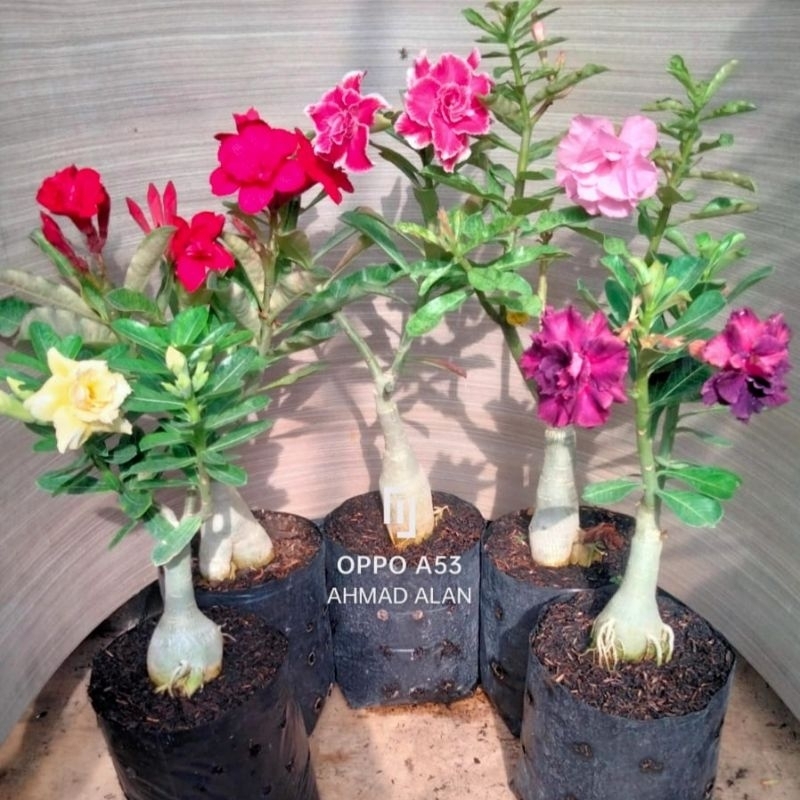 Adenium bunga Tumpuk 3 pohon 3 warna
