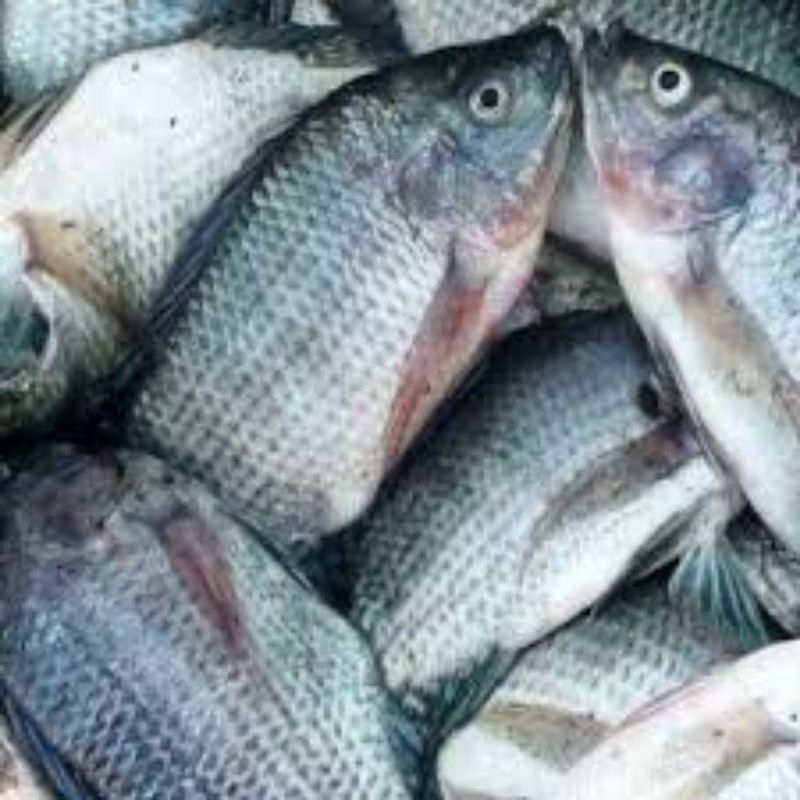 

Ikan Gurame Fresh bersih sisik