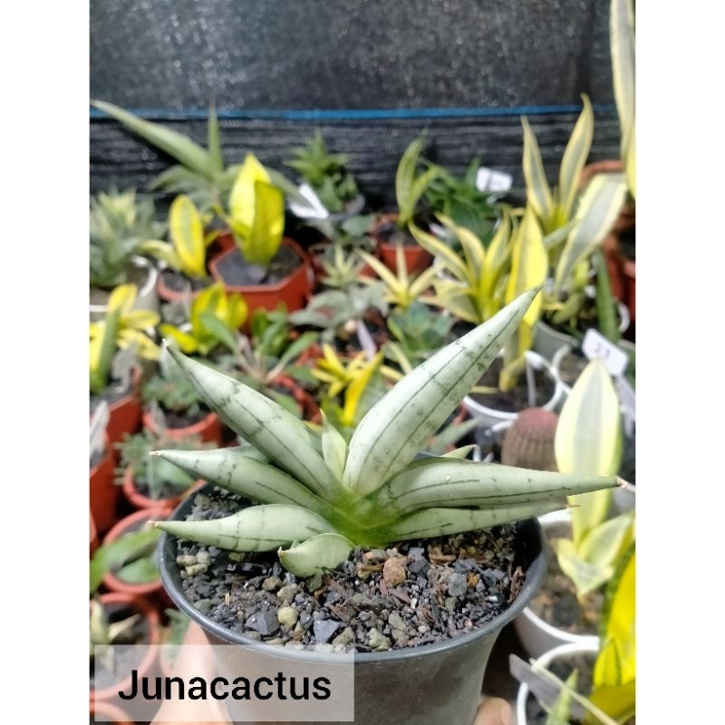 Sansevieria Boncel Platinum