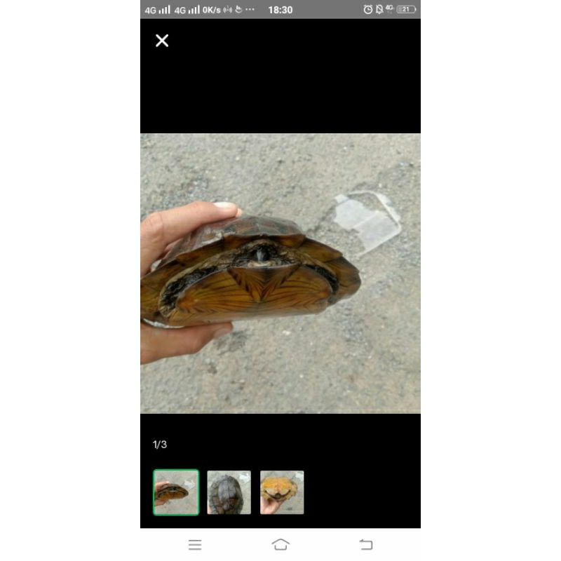 mainan kura Daun asli