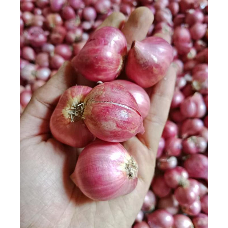 

bawang merah super