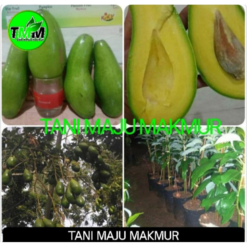 BIBIT ALPUKAT Siger 01 SiBatu ASLI VALID UNGGUL