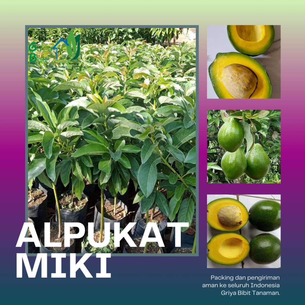 BIBIT BUAH ALPUKAT MENTEGA MIKI - BIBIT ALPUKAT MIKI - ALPUKAT MENTEGA MIKI