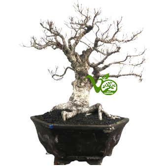 Bonsai Kimeng (ficus microcarpa) no2