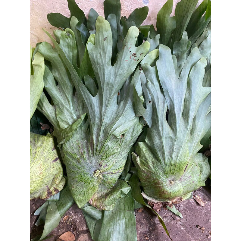 PLATYCERIUM WANDAE SIZE BESAR CABUTAN