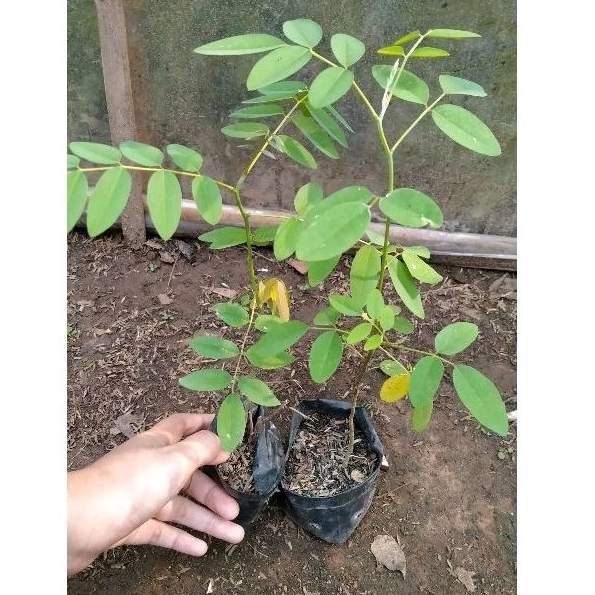 Indigofera bibit pakan ternak domba kambing pohon gamal