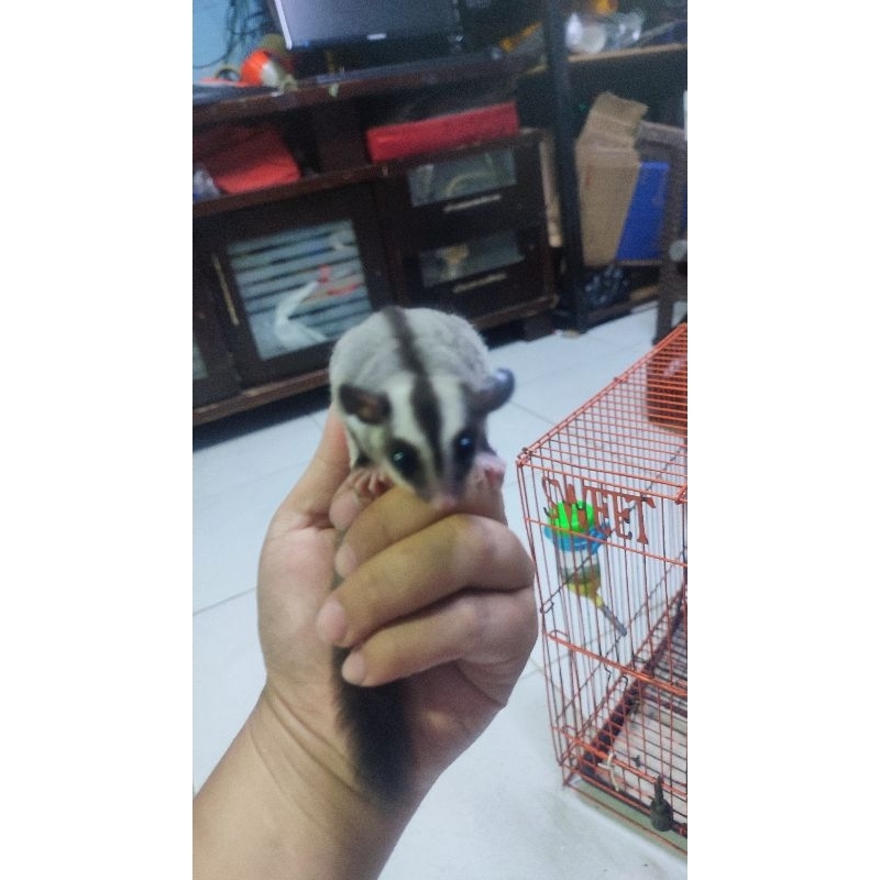 SUGAR GLIDER GREY BETINA
