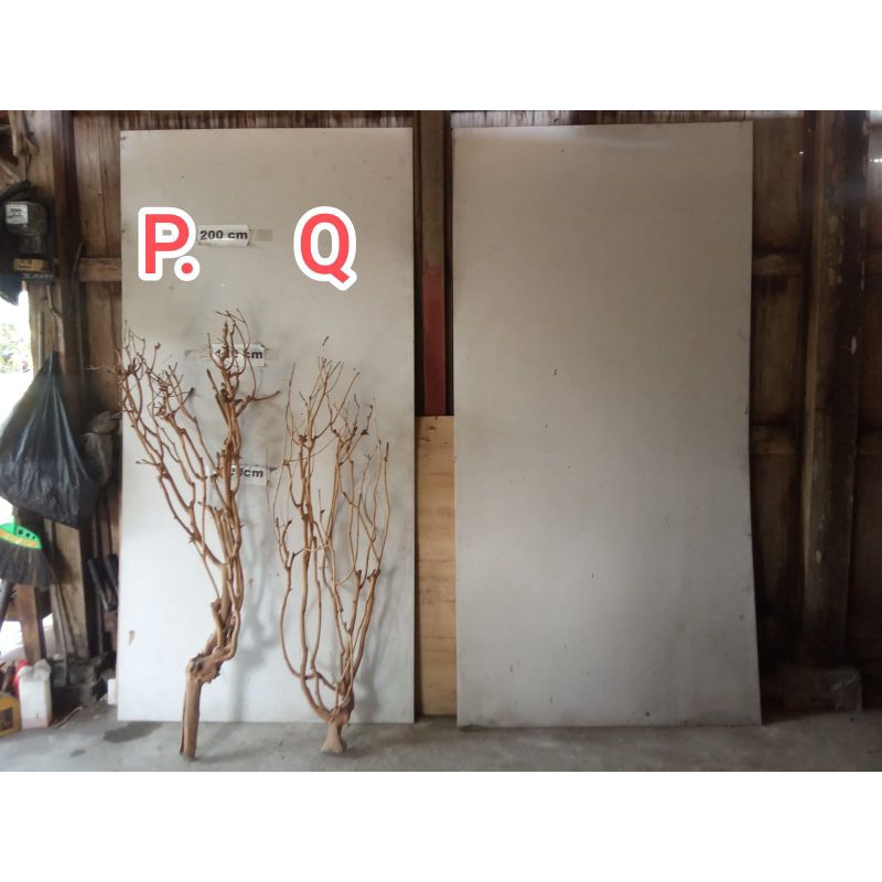 Batang Kayu Pohon Lamtoro Kering Properti Foto Pajangan Hiasan Ruang tamu Kamar