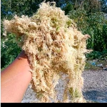 spagnum moss, moss putih lokal murah, media tanam moss 100 gram