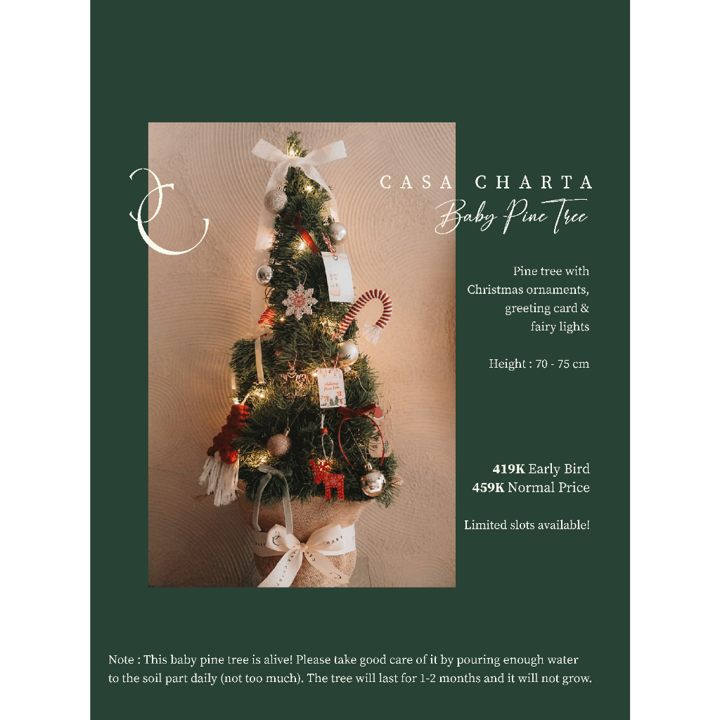 Christmas Tree / Pohon Natal / Baby Pine Tree / Fresh Nobilis