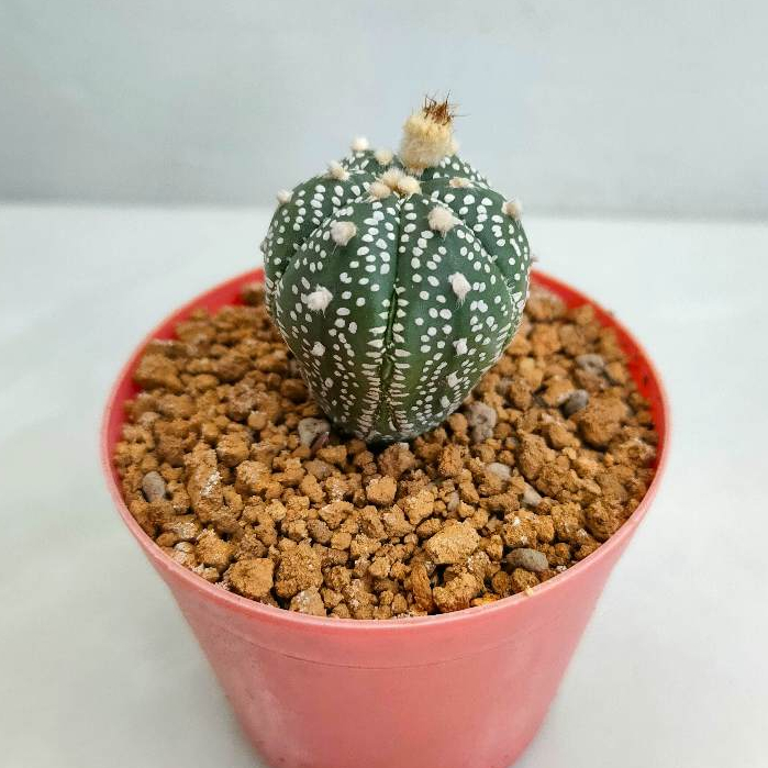 Tanaman kaktus astrophytum