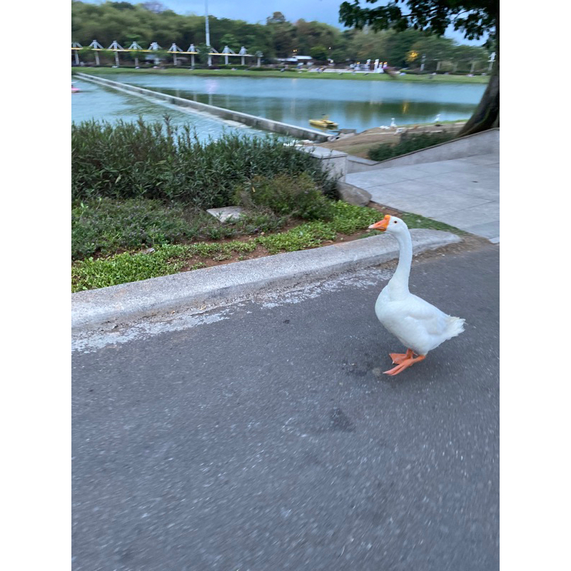 Bebek Hidup