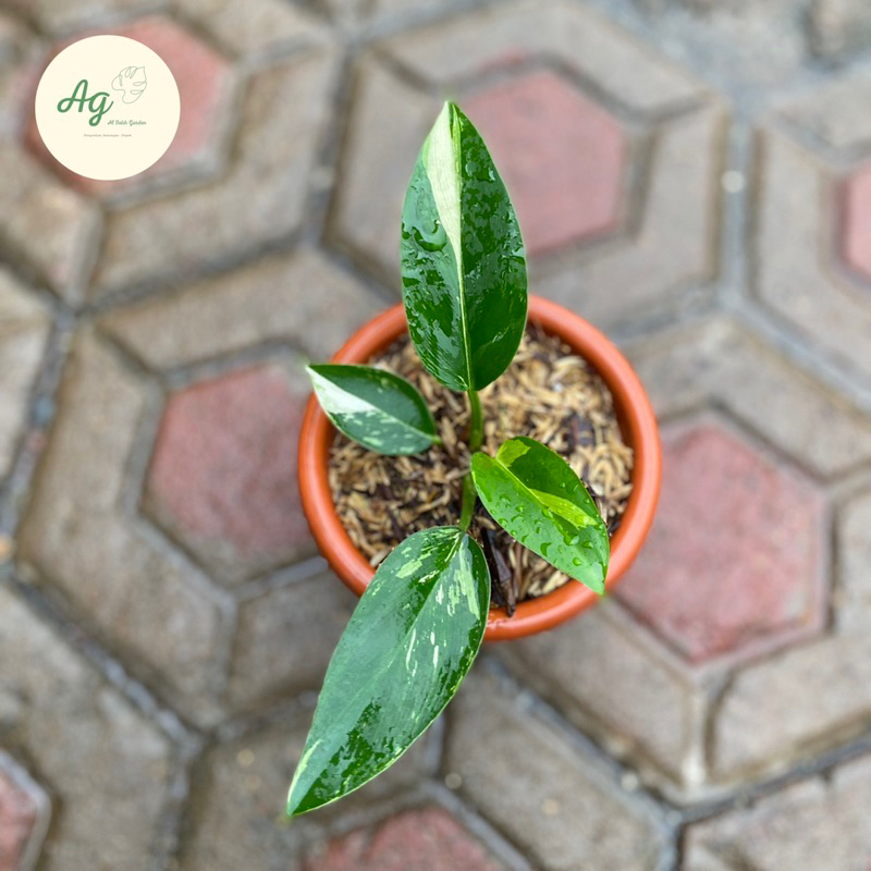 philodendron green congo varigata