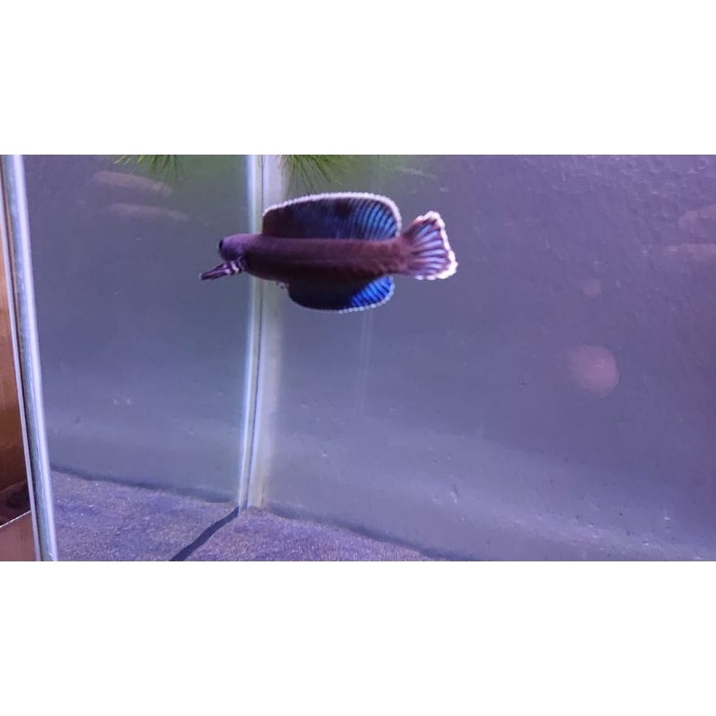 Terlaris ANDRAO GRADE A++ gas 