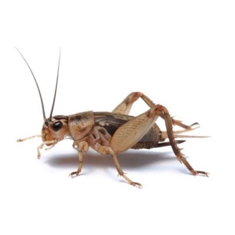 jangkrik hidup pakan reptil ikan burung 1 dus