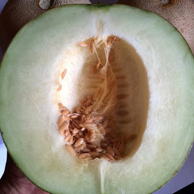 

Import Terlaris Melon madu ngawi 