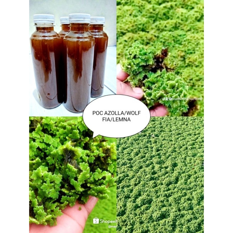 Pupuk POC AZOLLA/WOLFFIA/LEMNA