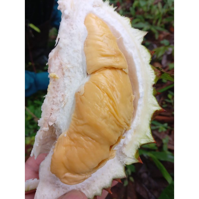 

Durian murah-durian lokal senduro