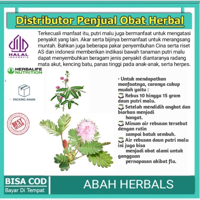 

Daun putri malu 100gr