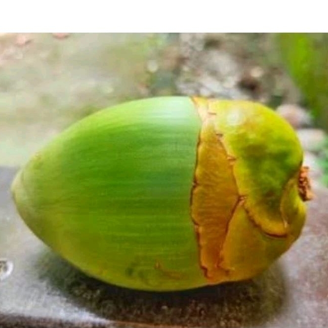 

tembuluk kelapa 10 pcs