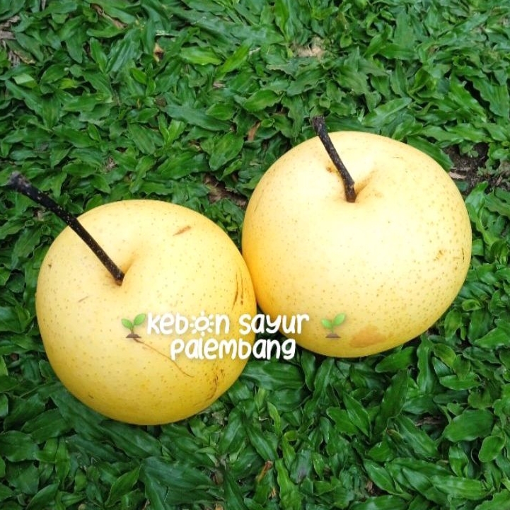 

Buah Segar Pir Kuning per pcs