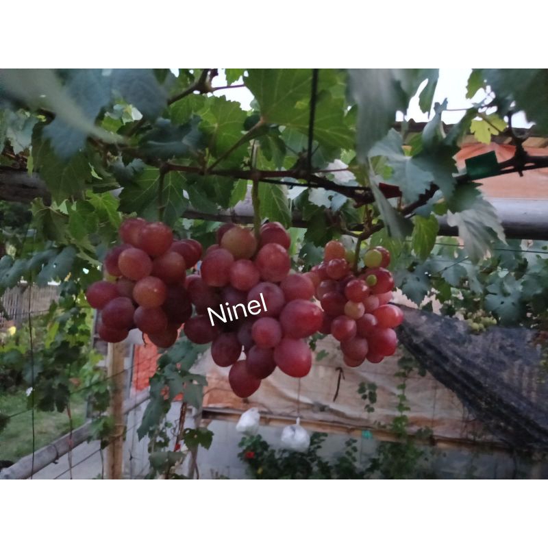 Entress Anggur Import Ninel