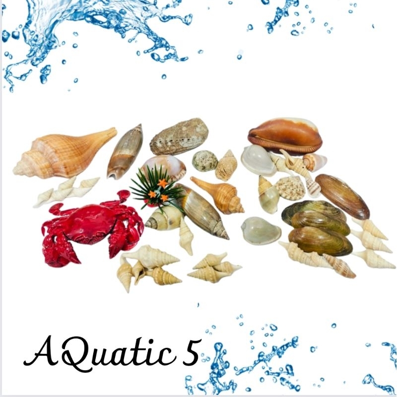 Hiasan Dekorasi Aquarium Aquascape  kerang laut