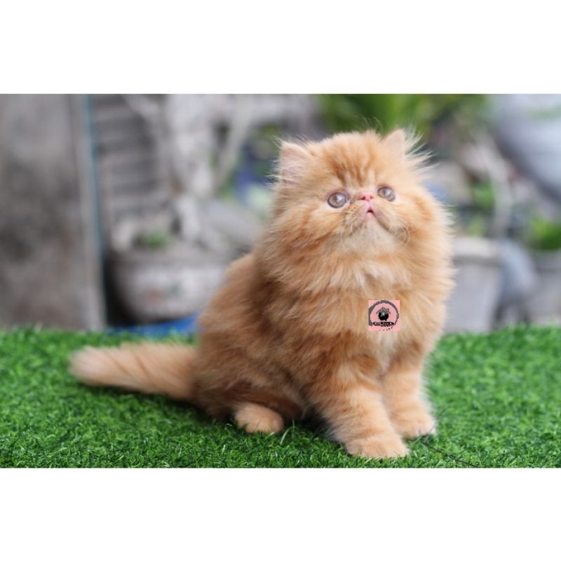 Request bolabulu peaknose betina 2,5 bulan
