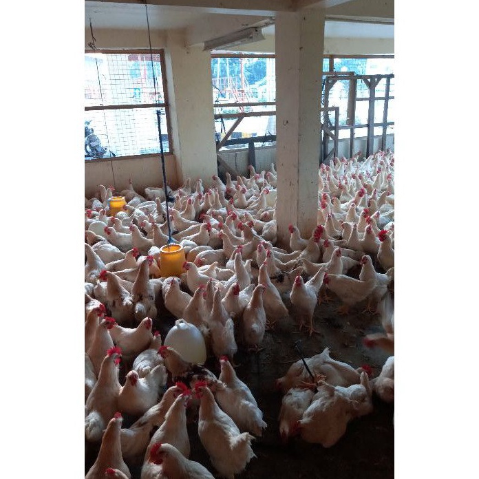 

PFCV6013 PALING AMPUH>>> Ayam Pejantan Fresh