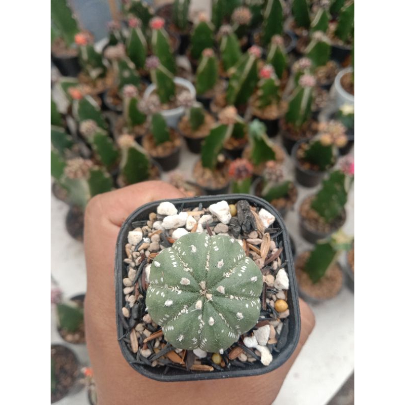 astrophytum asterias