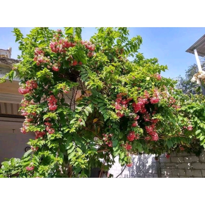 Tanaman hias pohon bunga hidup melati belanda rambat bunga tumpuk