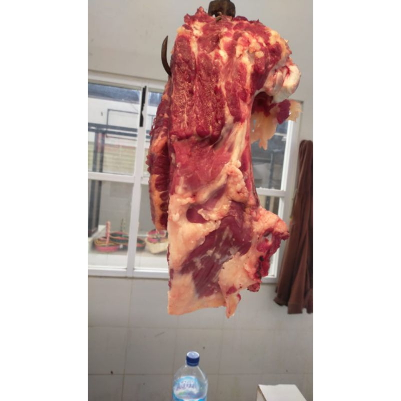 

iga sapi lokal